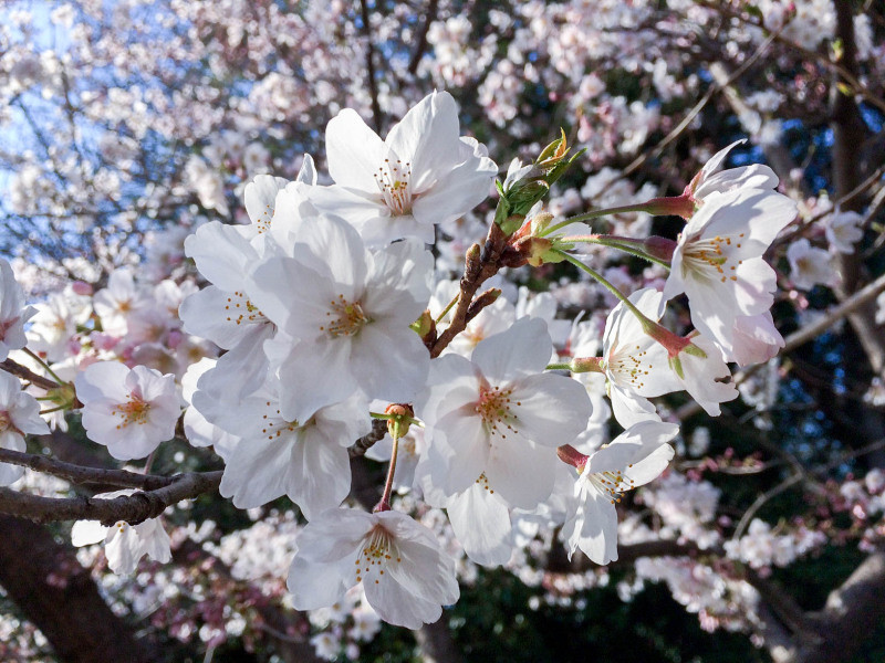 Maizuru Park 201603 3