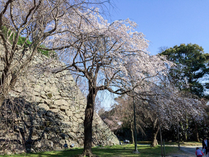 Maizuru Park 201603 5