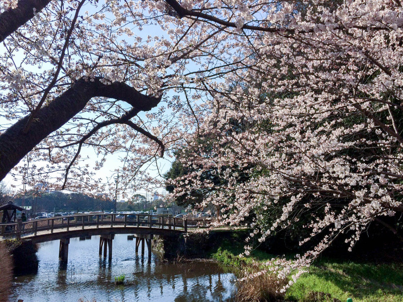 Maizuru Park 201603 2