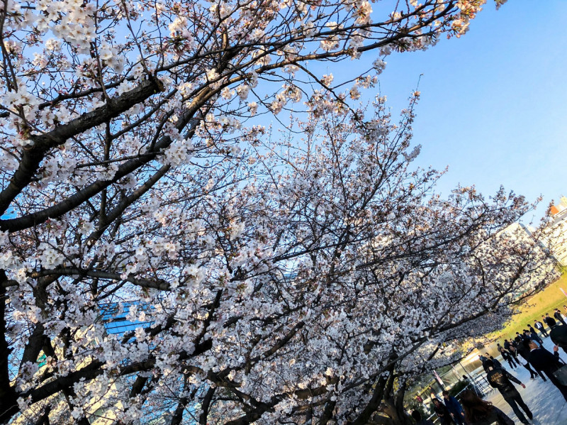 sakura maizuru park 201804 2