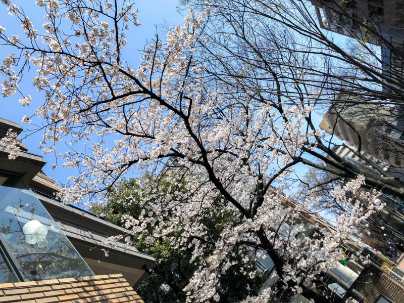 sakura maizuru park 201804 1